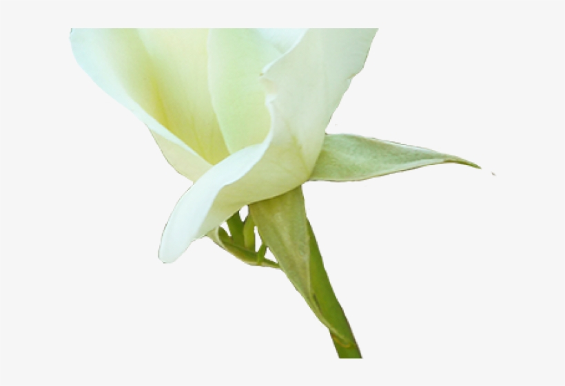 White Rose Clipart Valentine Single Rose - Crenate Orchid Cactus, transparent png #8017291