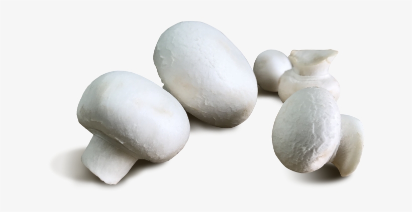 Button Mushroom - Agaricaceae, transparent png #8017497