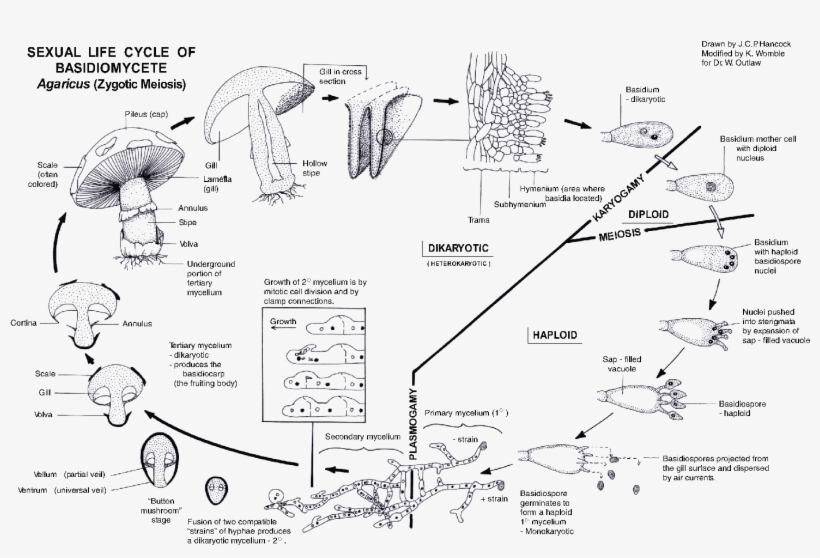 Mushroom Hunting, Biology, Stuffed Mushrooms, Bugs, - Diagram, transparent png #8017858
