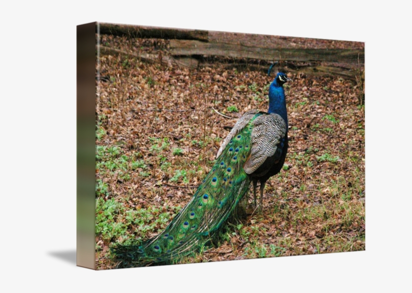 Peafowl, transparent png #8023436