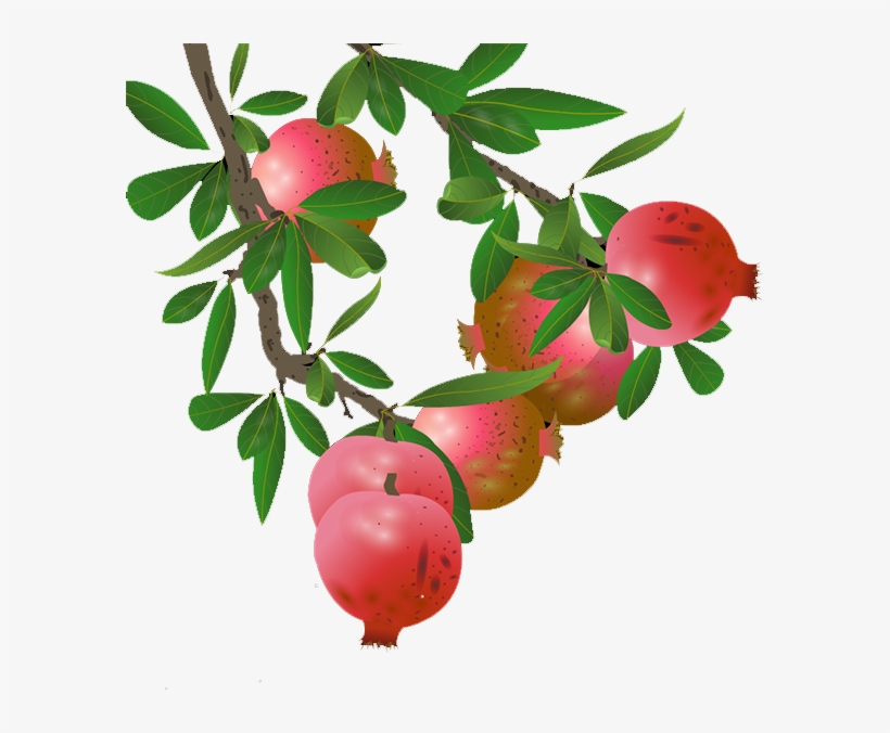 Banner Black And White Lingonberry Apple Transprent - Pomegranate Tree Png, transparent png #8023616