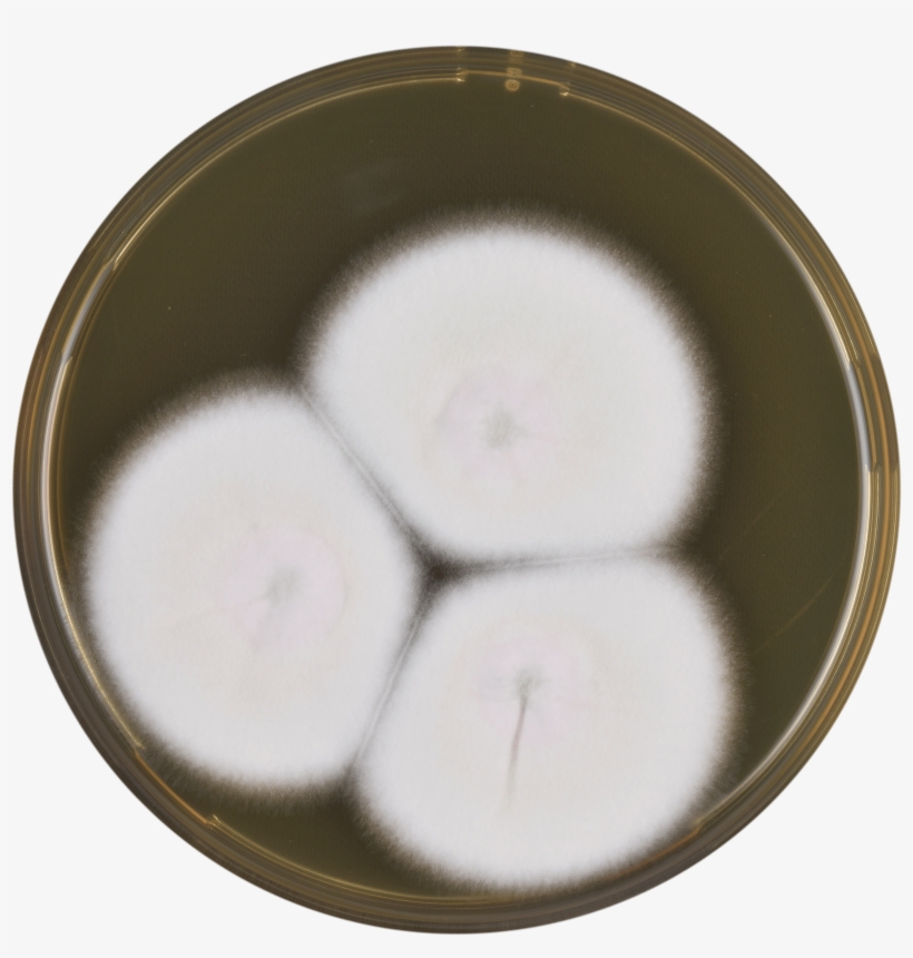 Aspergillus Neoglaber Meaox - Daikon, transparent png #8028010