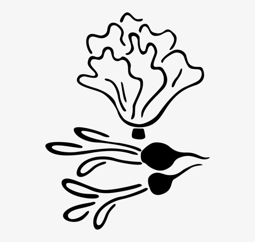 Vector Illustration Of Crisp, Pungent Edible Root Vegetable, transparent png #8028268