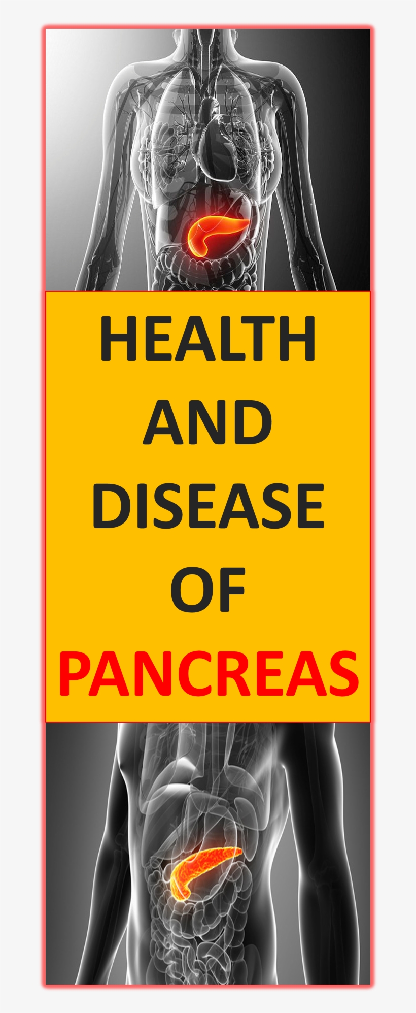 Health Of Pancreas Is Necessary For Good Function Of - Poster, transparent png #8029707
