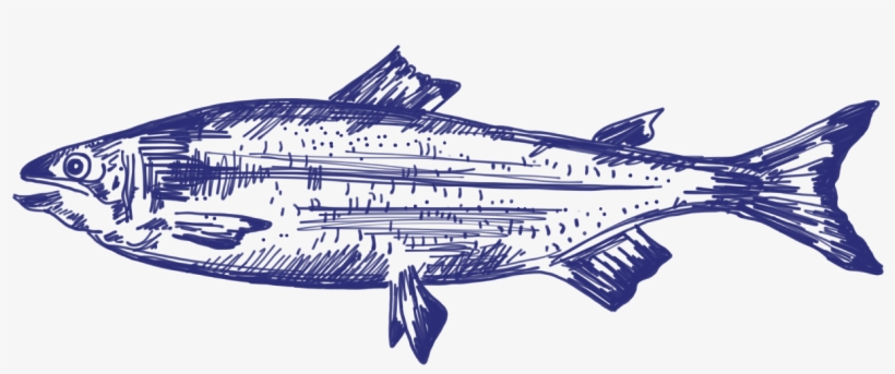 Fish - Great White Shark, transparent png #8030355