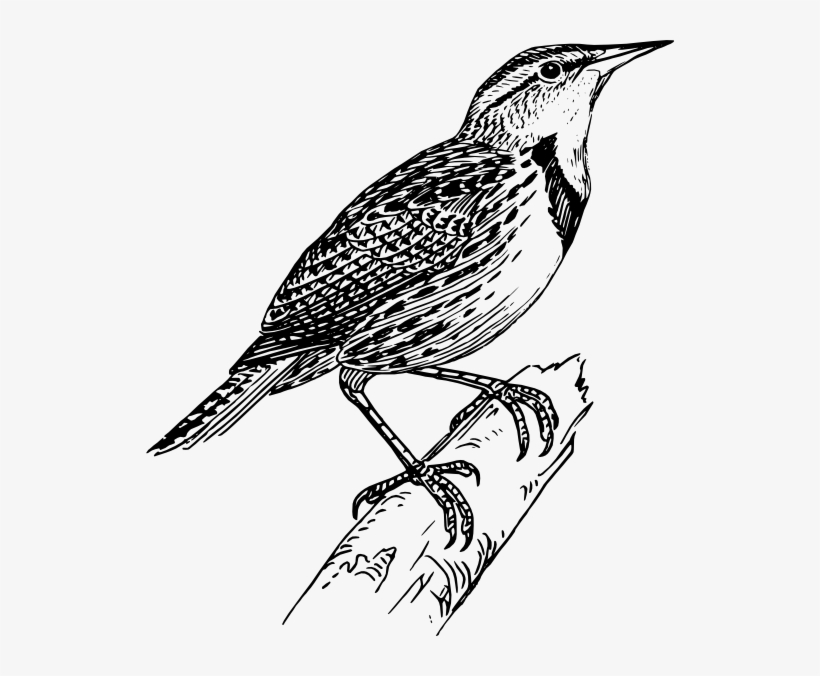 Lark Clipart, transparent png #8031825