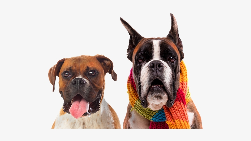 Boxer, transparent png #8032546