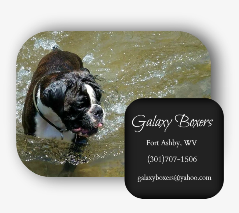 Boxer Puppies For Sale In Pa - Olde English Bulldogge, transparent png #8032917