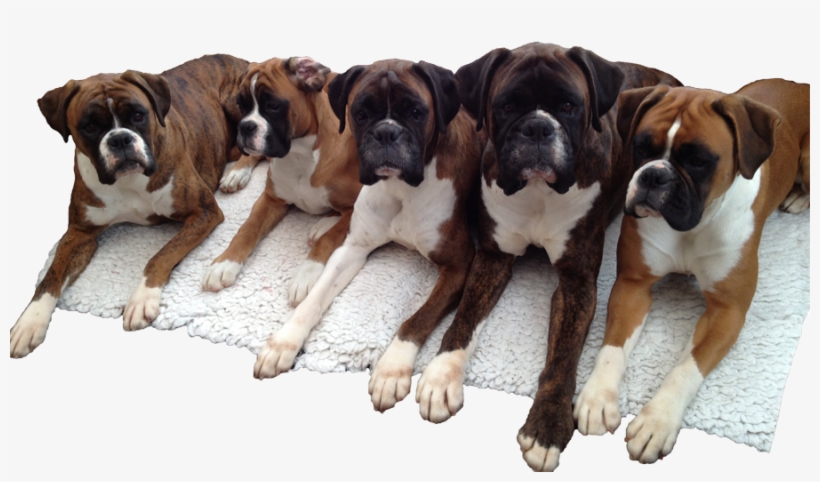 We Hope You Enjoy Our Web-site - Boxer, transparent png #8033214