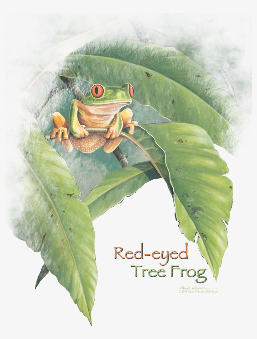 Available On These Products - Agalychnis, transparent png #8033456