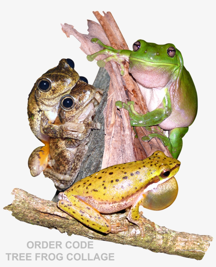 Tree Frog Collage With Grey Text - Eastern Spadefoot, transparent png #8033623
