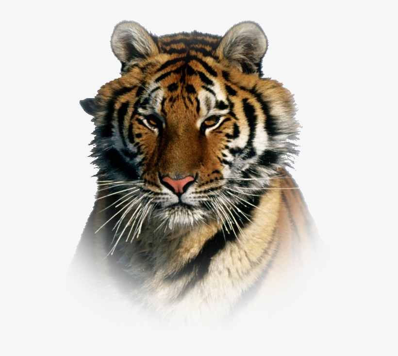 Tiger Png Effect - Most Beautiful Tiger In The World, transparent png #8033702