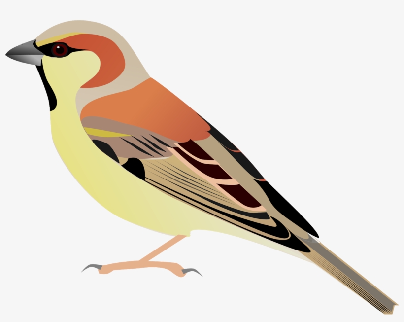 Sparrow Bird Watercolor Painting - Sparrow Vector Png, transparent png #8034637