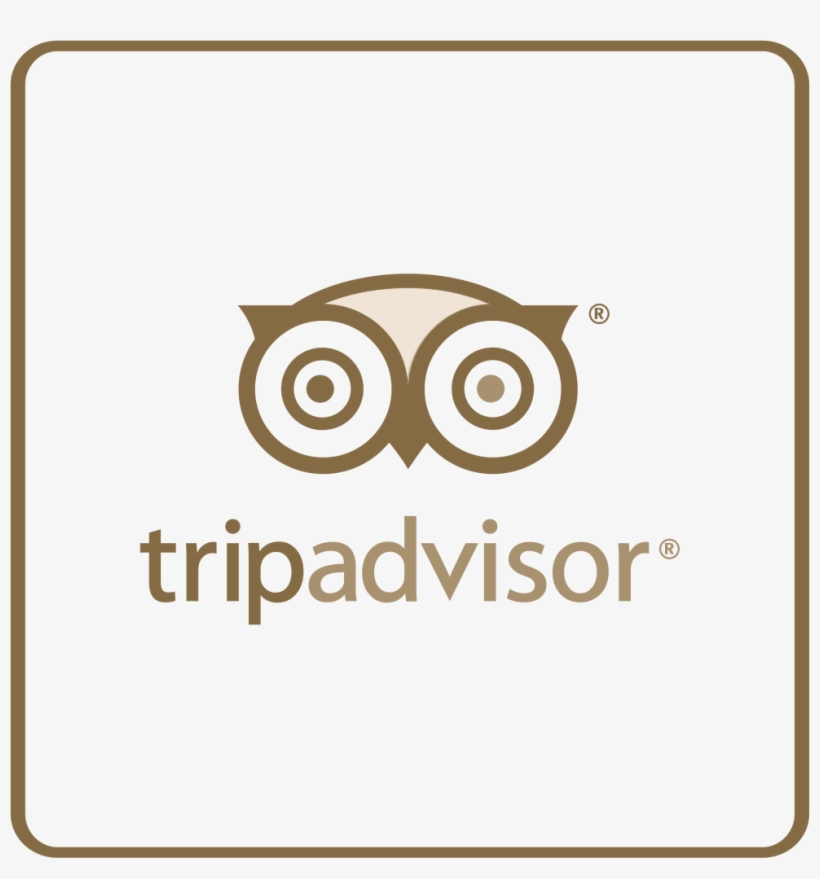 Trip Advisor Facebook - Owl, transparent png #8034889