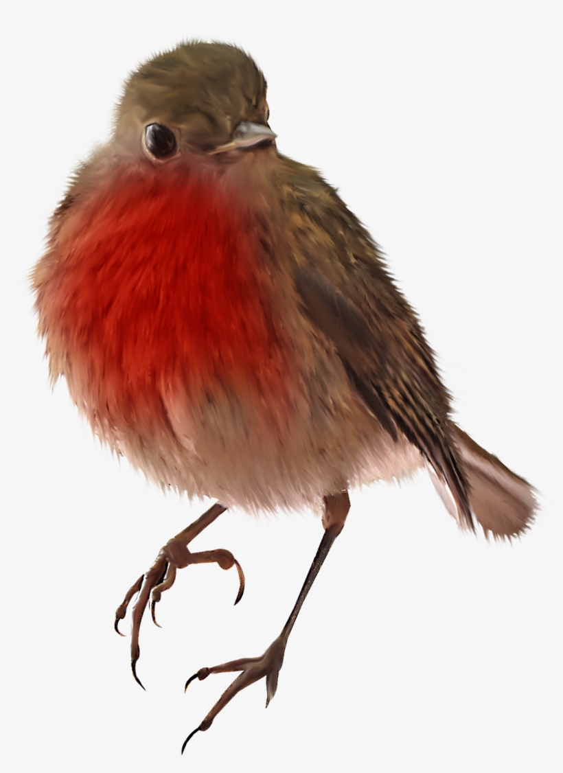 Sparrow Png Image & Sparrow Clipart - Bird, transparent png #8035540