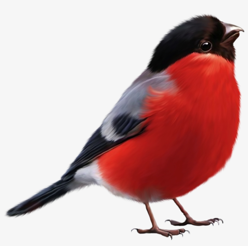 Cartoon Sparrow Vector - Bullfinch Png, transparent png #8035695