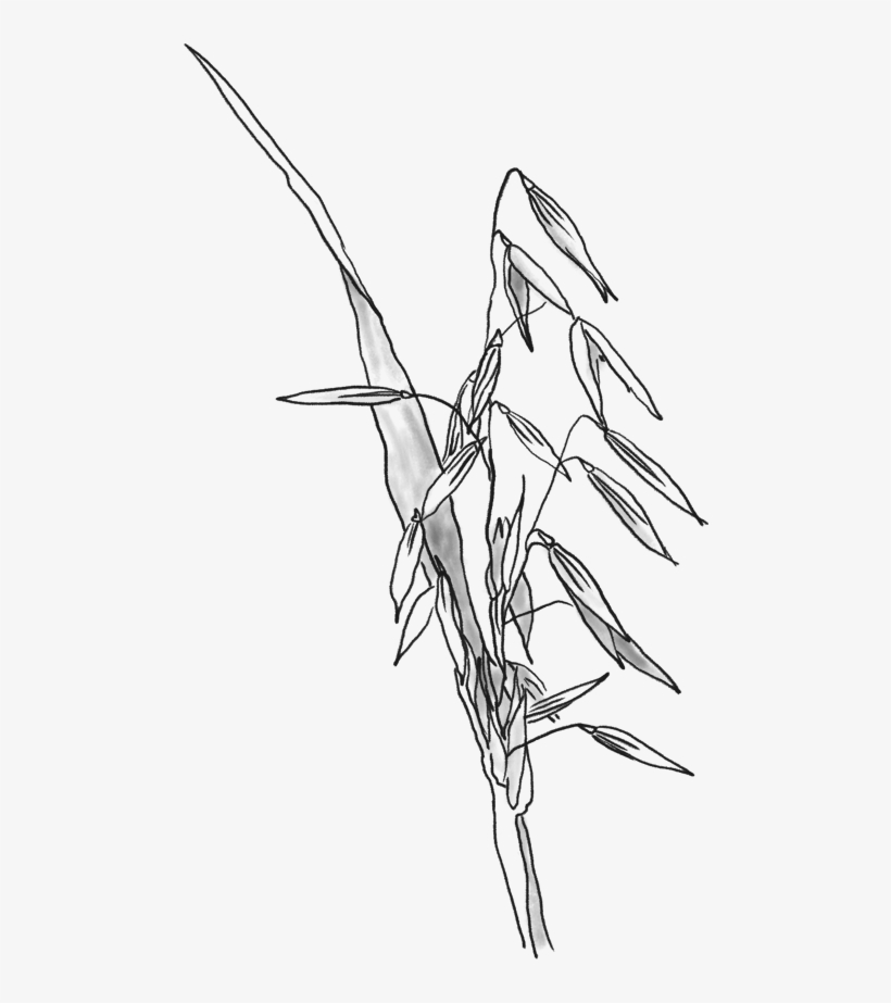 Drawn Wheat Oats - Oats Drawing Transparent, transparent png #8035737