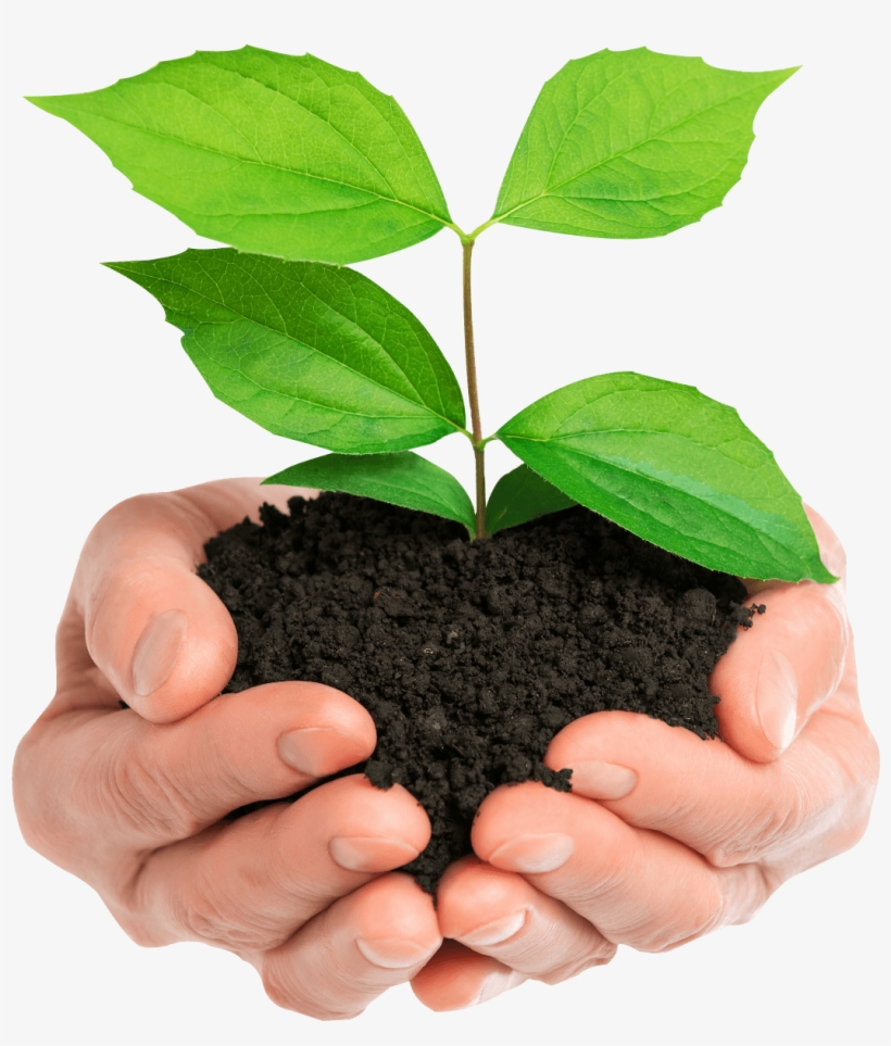 Stock Photo Hands Holding Green Plant Isolated - Hands Holding Plant, transparent png #8036706