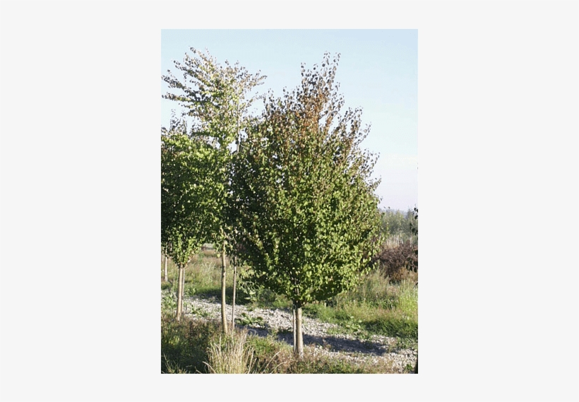 Deciduous Trees - Mexican Pinyon, transparent png #8037695