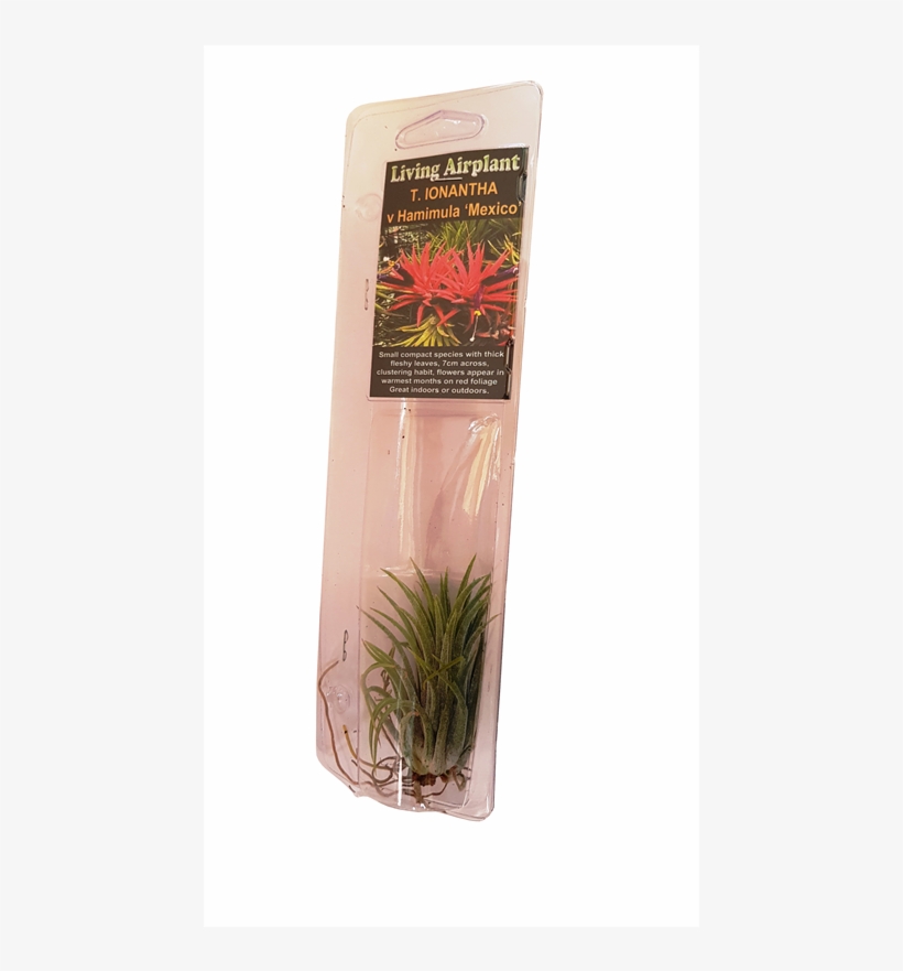 50mm Air Plant - Hierochloe, transparent png #8039456