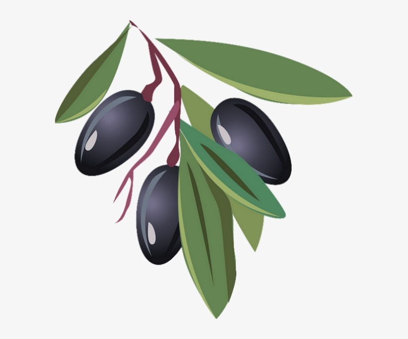 Olive Dessin Couleur, transparent png #8039474