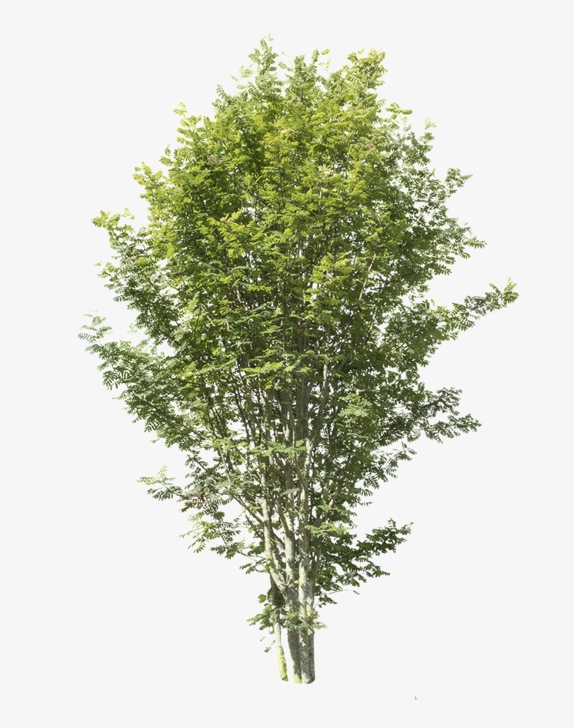 Sorbus Aucuparia - Cutout Trees - Apple Tree Without Apple, transparent png #8039698