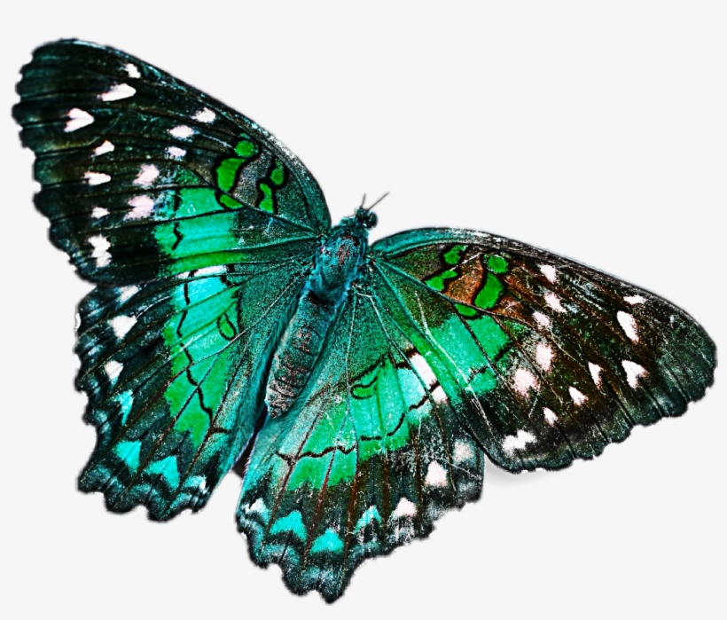 Green Sticker - Net-winged Insects, transparent png #8041048
