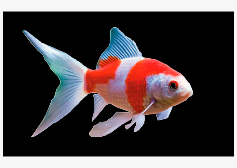 Goldfish, transparent png #8041085