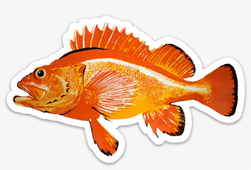 Rockfish Decal - Rockfishes, transparent png #8041413