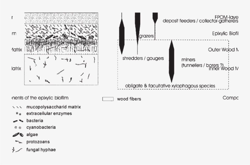 Utilization Of Wood And Its Associated Nutrient Resources - Diagram, transparent png #8041505