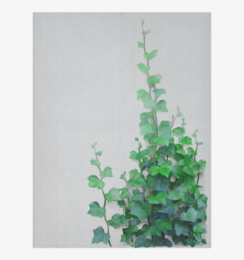 Creeper Plant Painting, transparent png #8042529