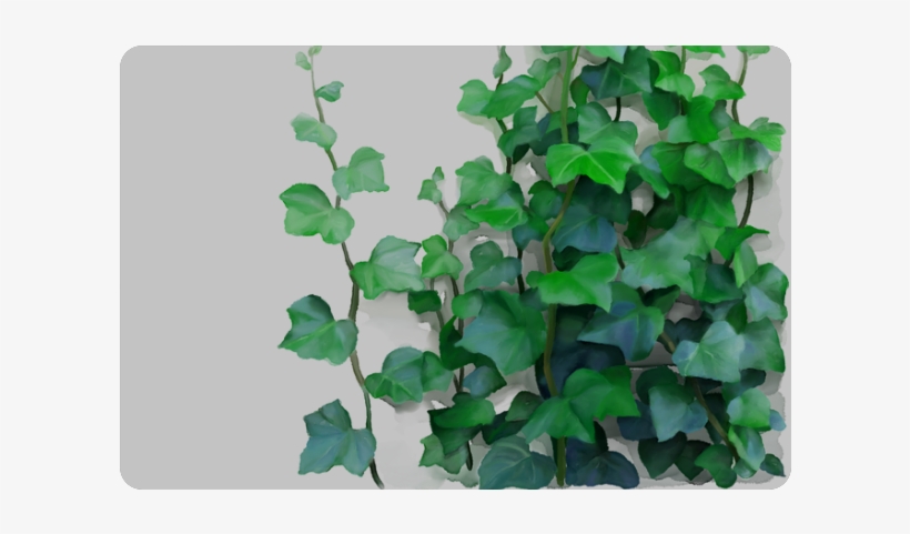 Creeper Plant Painting, transparent png #8042924