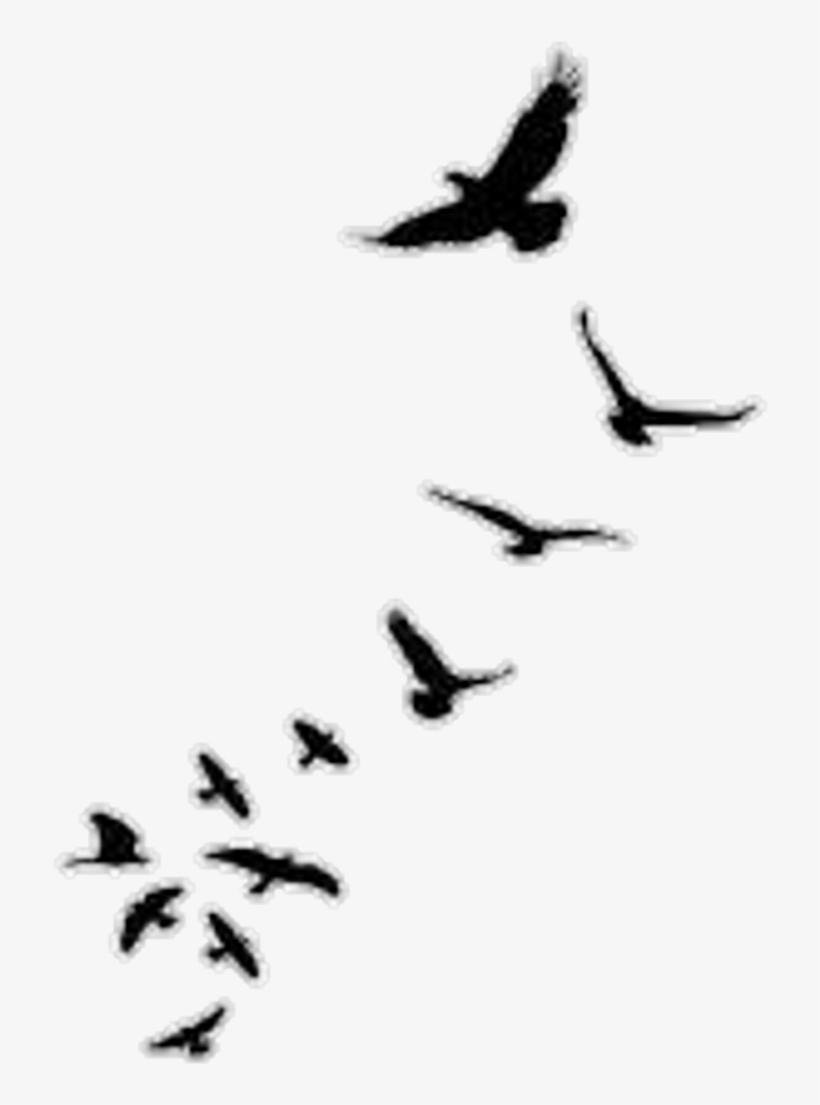 Stiker Sticker - Bird Silhouette In Flight, transparent png #8043252