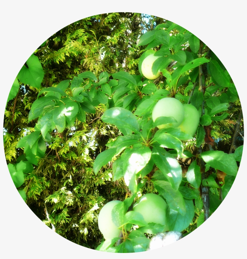 But It Has Reached It's Long Arms Across The Wall And - Tree, transparent png #8043278