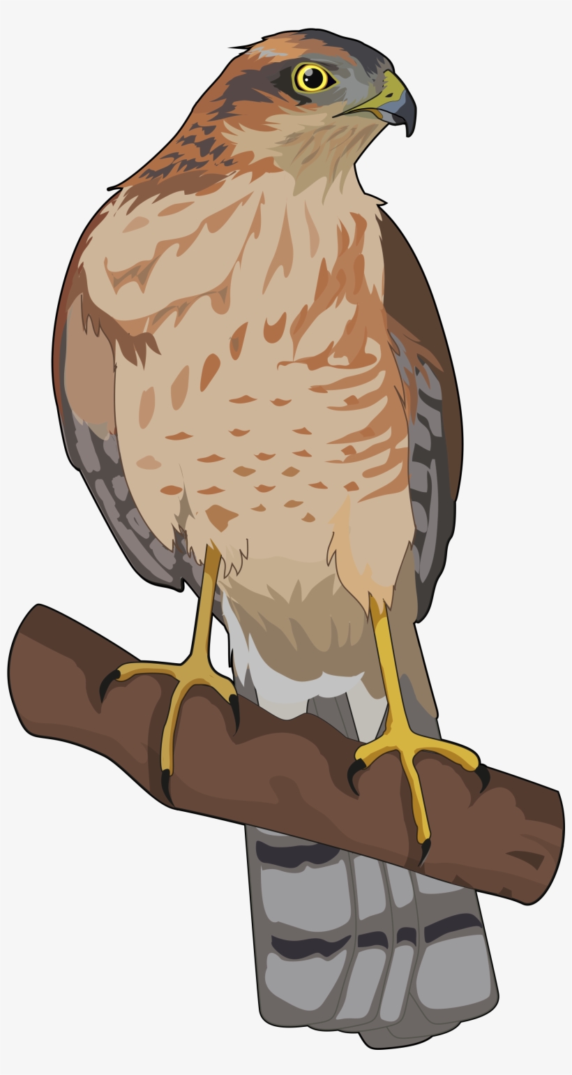 Ave Rapaz Parecida Al Cernícalo De Alas Cortas Muy - Dibujos De Gavilan, transparent png #8043763