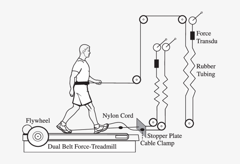 Subjects Walked On A Dual Belt Force Treadmill With - Diagram, transparent png #8043824
