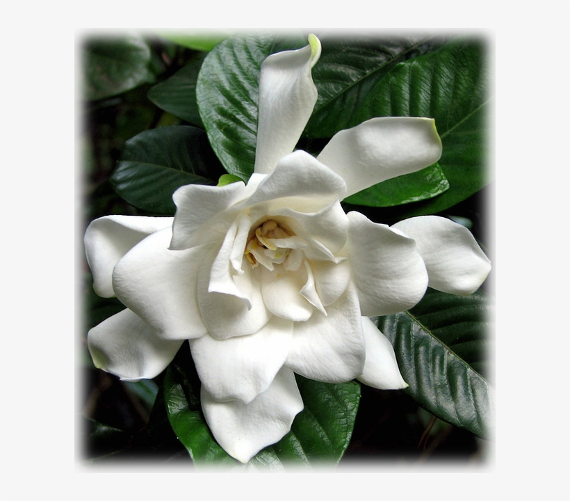 Gardenia Snow Princess - Gardenia, transparent png #8044082