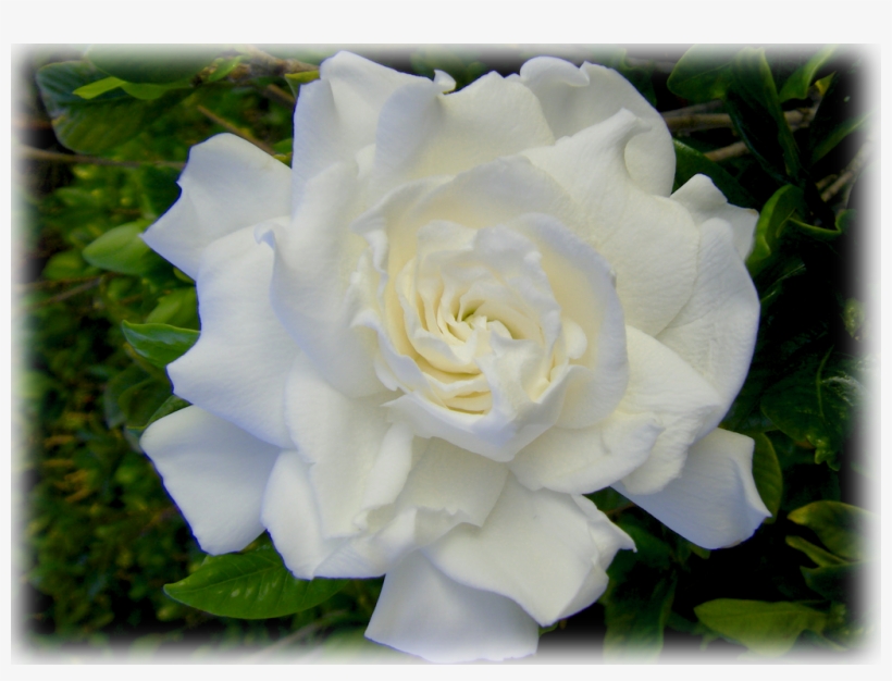 Gardenia August Beauty - Garden Roses, transparent png #8044315