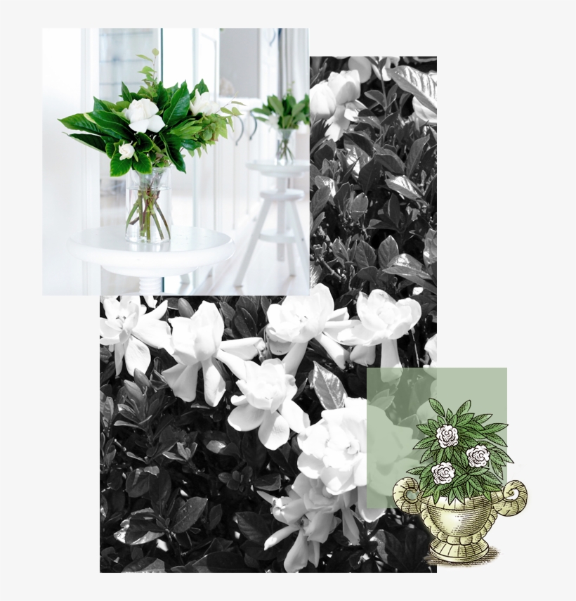 Explore Lush Gardenia - Bouquet, transparent png #8044742