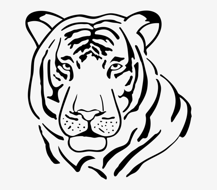 Tiger, Cat, Feral Cat, Animal, Vector, Predator, Fur - Outline Black And White Tiger Drawing, transparent png #8045526