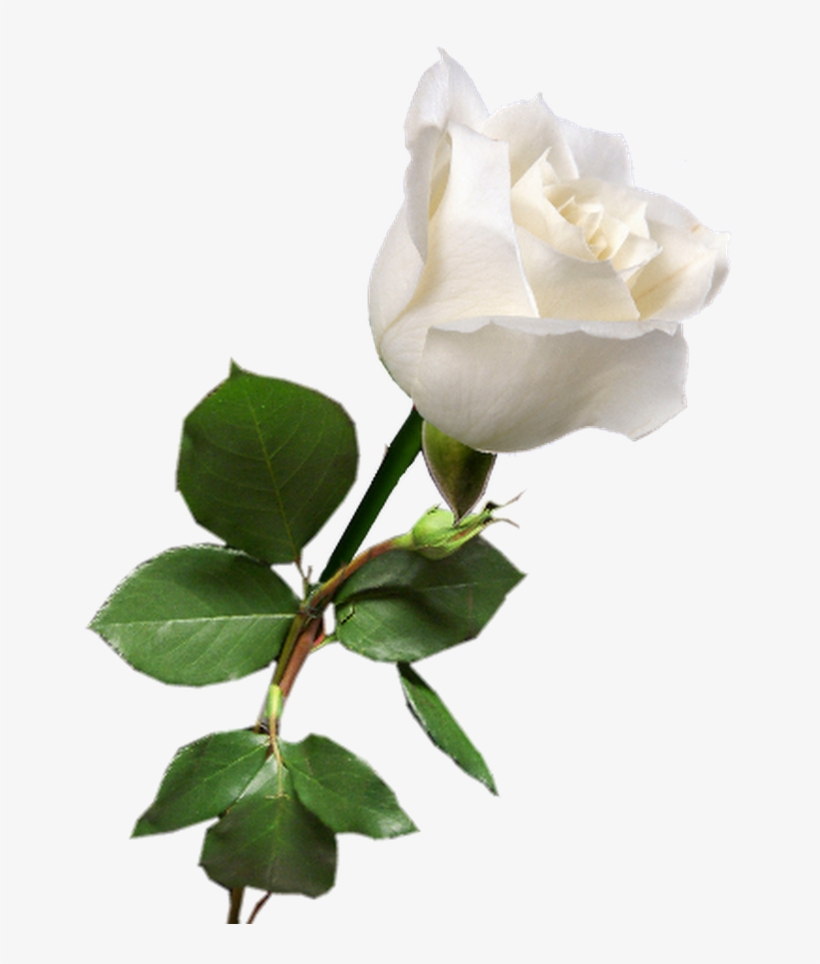 Rosa Blanca White Rose Png, White Roses, Red Roses, - Single White Rose Png, transparent png #8045889