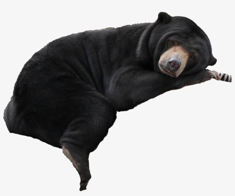 Cutout - Malayan Sun Bear, transparent png #8046142
