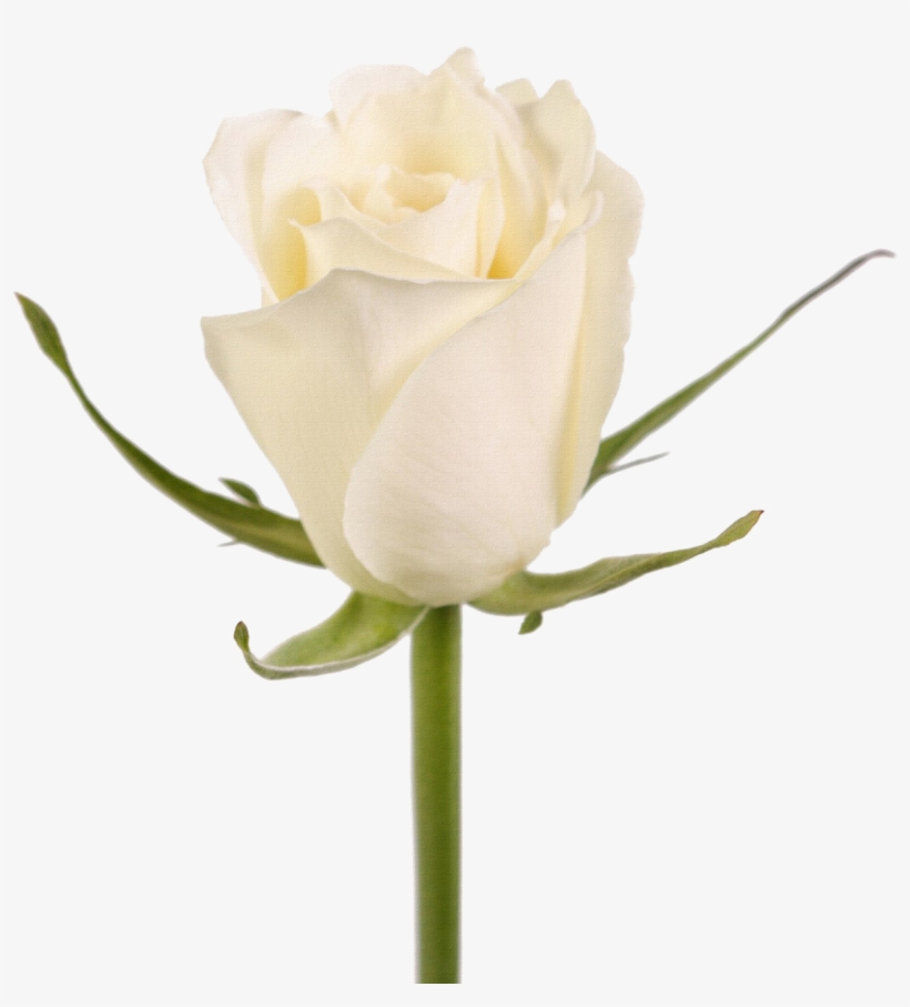Rosa Blanca Png - Floribunda, transparent png #8046837
