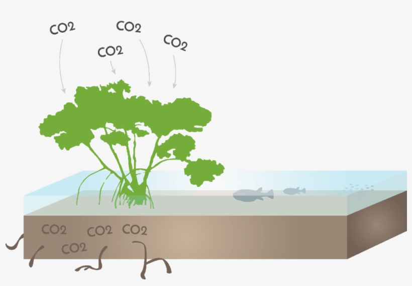 Starboard Blue Starboard Blue Image Royalty Free Library - Rhizophora Mangle, transparent png #8047581