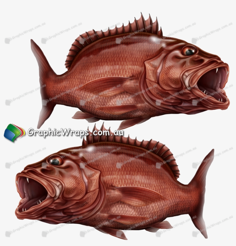 Mangrove-jack - Mangrove Jack Boat Wrap, transparent png #8047732