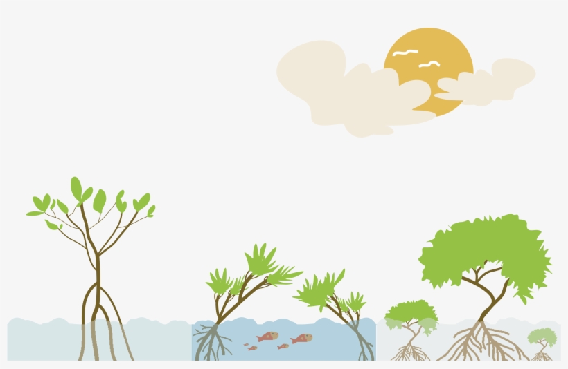 Mangrove Clipart Aerial Plant - Mangrove Vector Png, transparent png #8048250