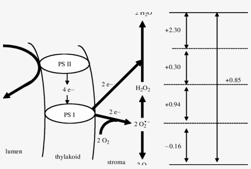 A Schematic Outline Of The Mehler^peroxidase Reaction - Diagram, transparent png #8048413