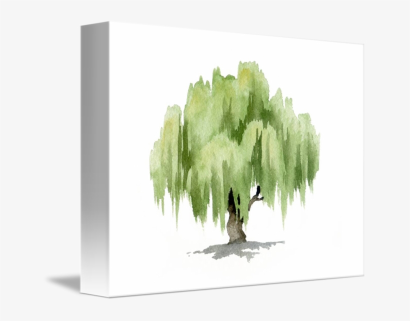 Willow Tree By David Rogers - Watercolor Willow Tree, transparent png #8048514