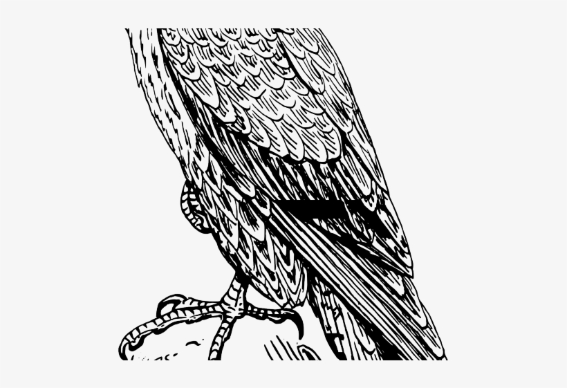 Falcon Logo Cliparts - Peregrine Falcon Drawing Png, transparent png #8048750