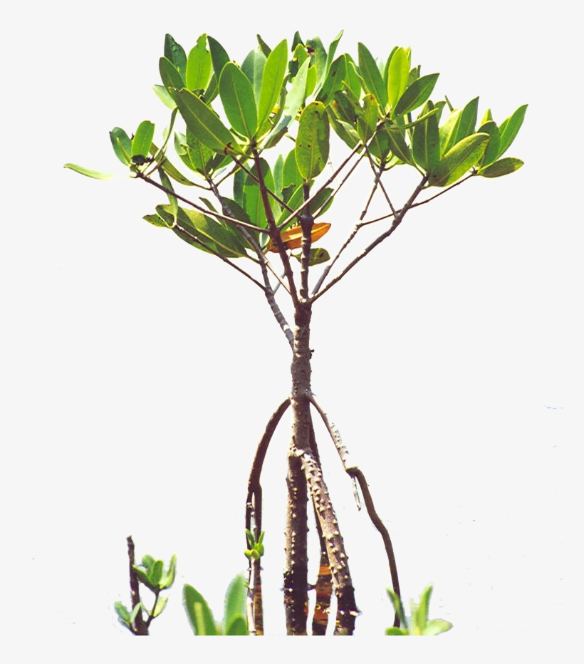 Mangroves - Florida - Poly - Mangrove Sapling, transparent png #8048788